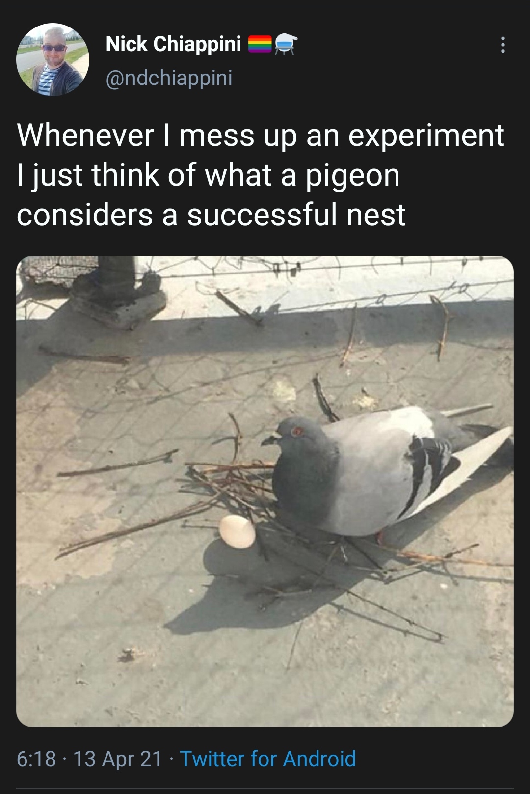 Pigeons are not great at motherhood.