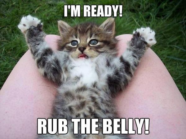 Kitteh is ready!