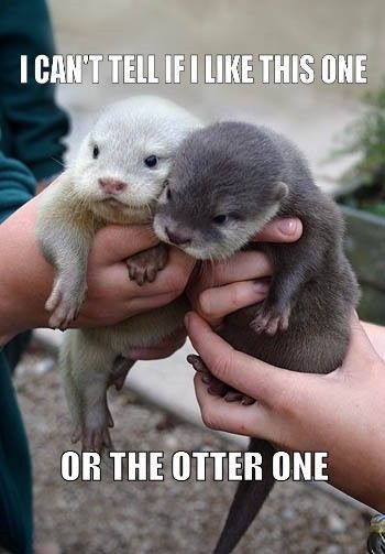 I can't tell if I like this one, or the otter one.