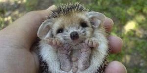 So much hedgehog cuteness.