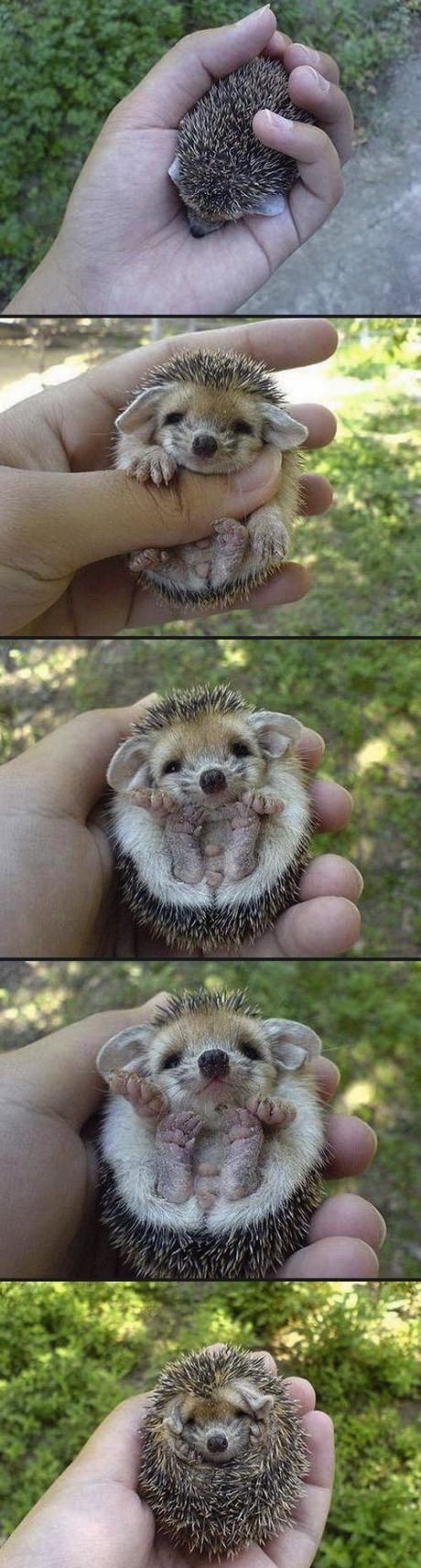 So much hedgehog cuteness.