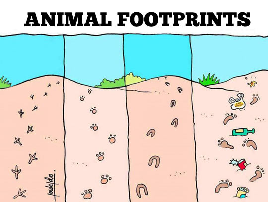 Animal Footprints.