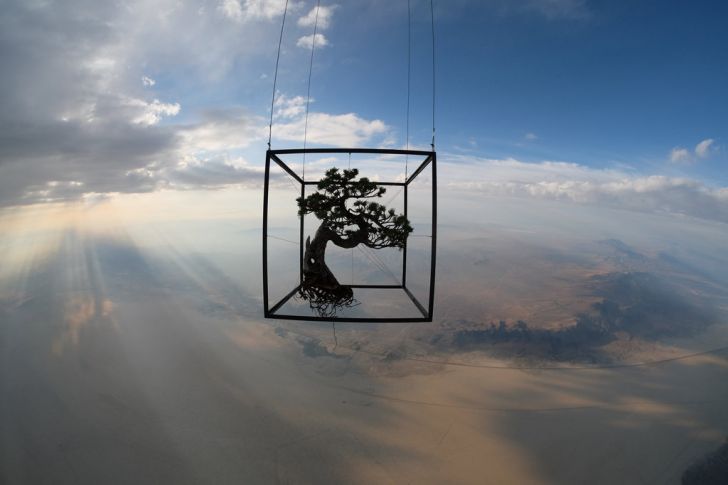 A Japanese Artist Launches Bonsai Into Space