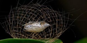 Caterpillar constructs a cage of its own spines for protection during pupation