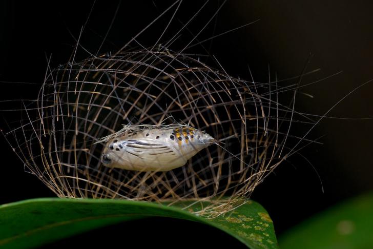 Caterpillar constructs a cage of its own spines for protection during pupation