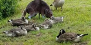 A goose family calmly hanging out with the scary wolf statue that’s supposed to deter them from doing just that.