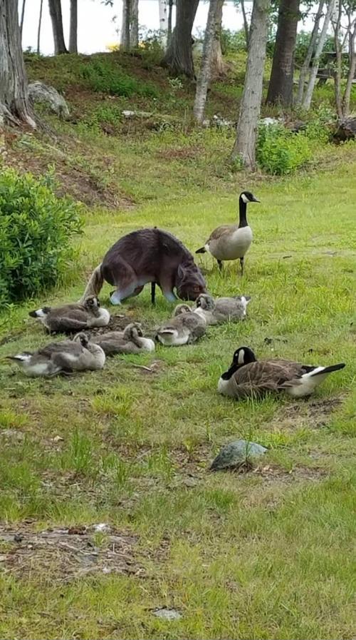 A goose family calmly hanging out with the scary wolf statue that’s supposed to deter them from doing just that.