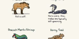 Animals with Misleading Names.