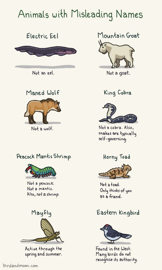 Animals with Misleading Names.