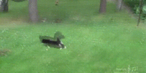 Cat chasing squirrel.