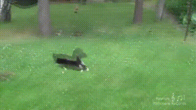 Cat chasing squirrel.