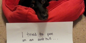 So, I tried to pee on an anthill…