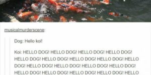 HELLO DOG