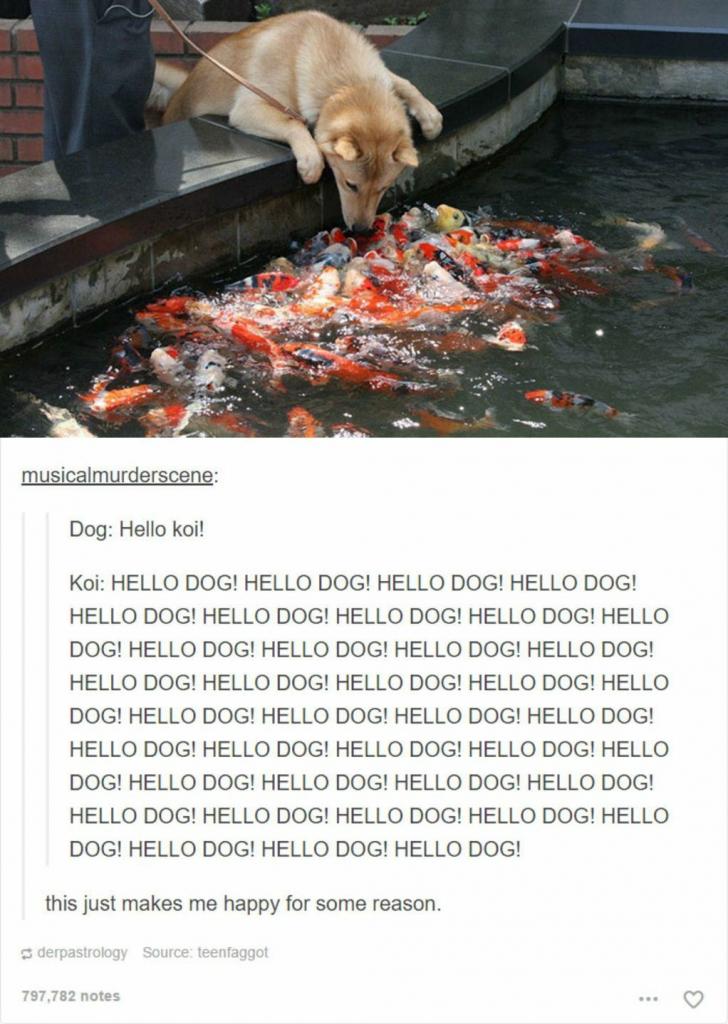 HELLO DOG