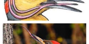 Woodpeckers are so metal.