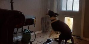 Friend of a friend’s pooch dragged the sprinkler in through the doggy door…