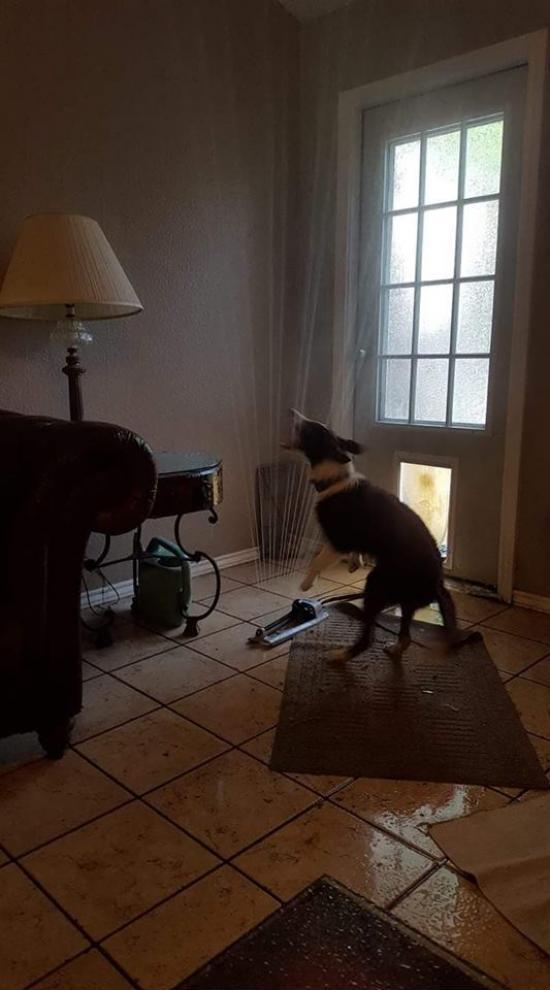 Friend of a friend’s pooch dragged the sprinkler in through the doggy door…