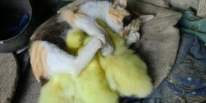 She is very protective of her ducklings.