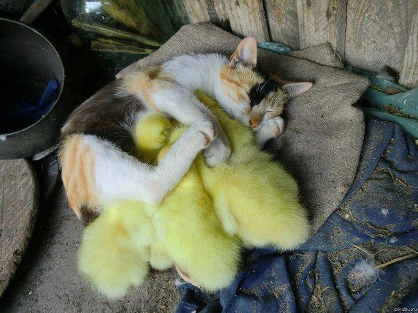 She is very protective of her ducklings.