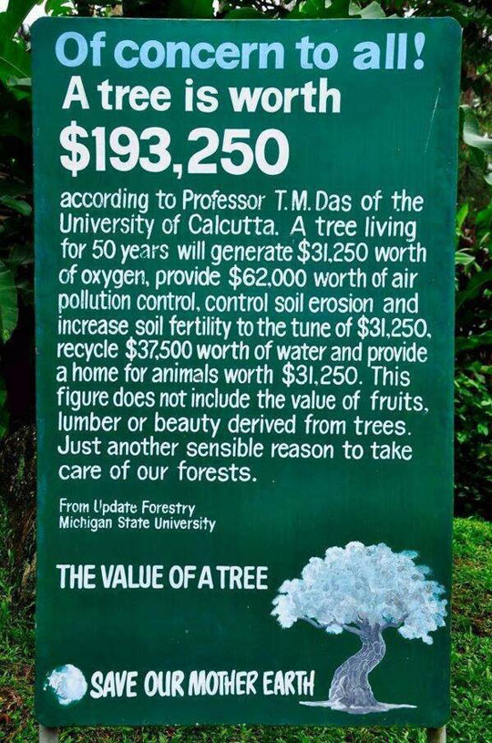 The Value of a Tree