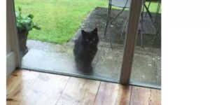 I need this cat..