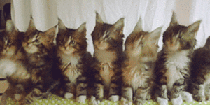 Metal kittens