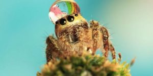 SPIDER WEARING DEWDROP AS A FANCY HAT