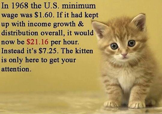 Minimum wage is too low. Meow.
