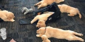 I had a pawsitive experience at the airport.