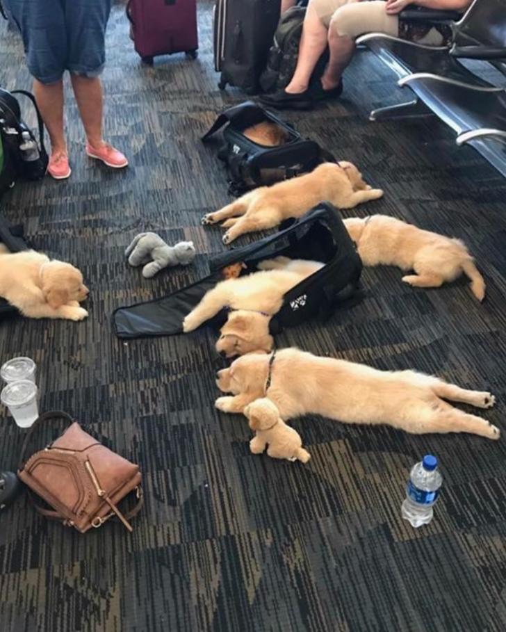I had a pawsitive experience at the airport.