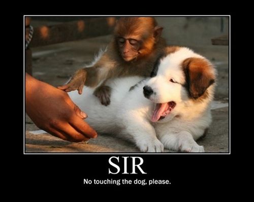 Please sir, no touching the dog.