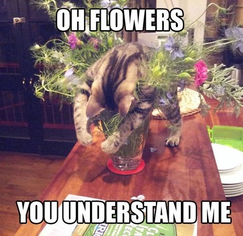 Oh flowers, you understand me.