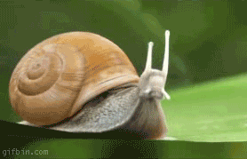 The secret life of snails.