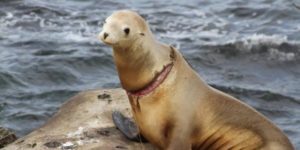 Sea Lion vs. Human.