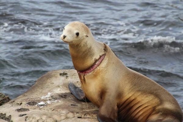 Sea Lion vs. Human.