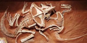 Forever+locked+in+combat%3A+A+74million+year+old+fossile+of+a+Velociraptor+and+Protoceratops+engaged+in+a+desperate+struggle+when+they+were+abruptly+buried+by+a+landslide