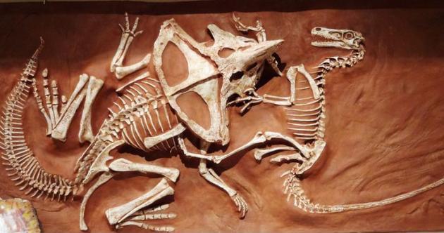 Forever locked in combat: A 74million year old fossile of a Velociraptor and Protoceratops engaged in a desperate struggle when they were abruptly buried by a landslide