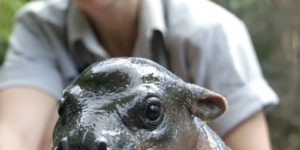 Little hippo in a tub.