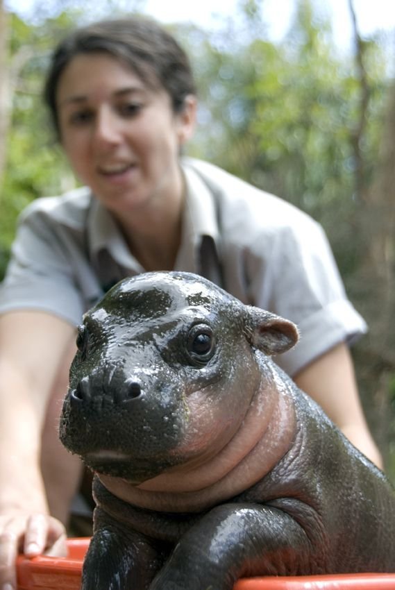 Little hippo in a tub.