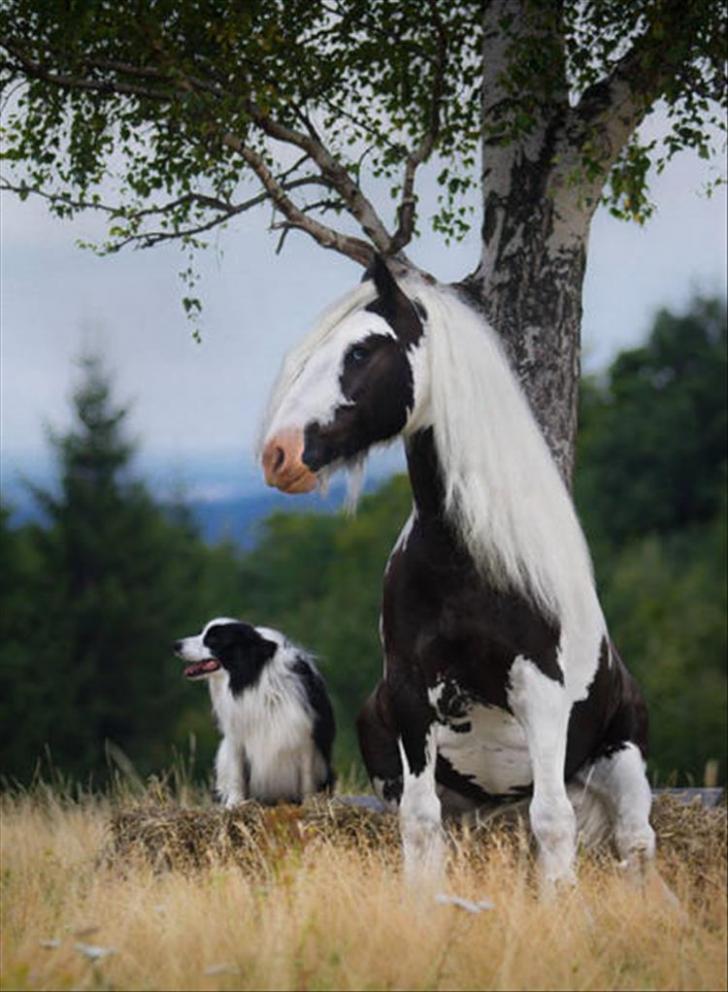 #twinning