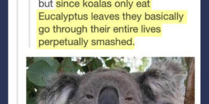 The life of a koala bear.