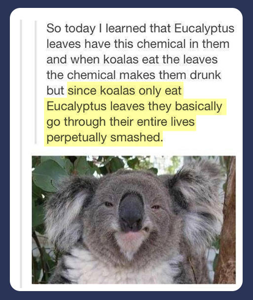 The life of a koala bear.