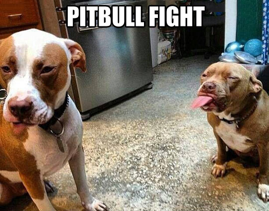 Pitbull fight.