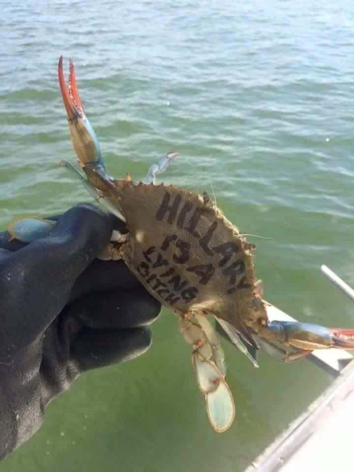 Someone has been painting messages on crabs near Tampa Bay.