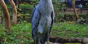 The Shoebill Stork looks like something out of The Muppets