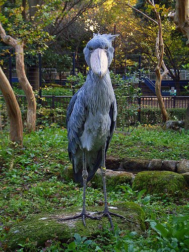 The Shoebill Stork looks like something out of The Muppets
