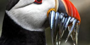 Closeup of a puffin with a mouthful of sand eels