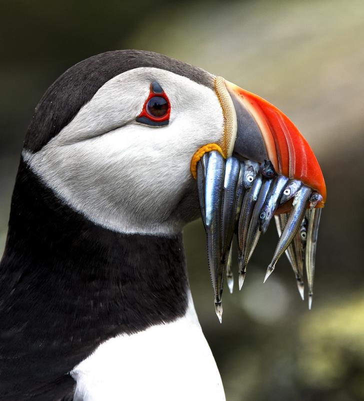 Closeup of a puffin with a mouthful of sand eels