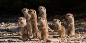 If baby meerkats asked me to murder my family,  I would.