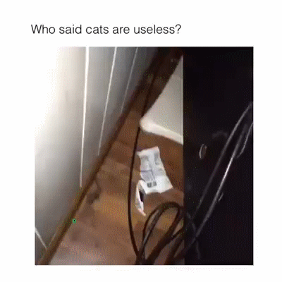 Who says cats are useless?